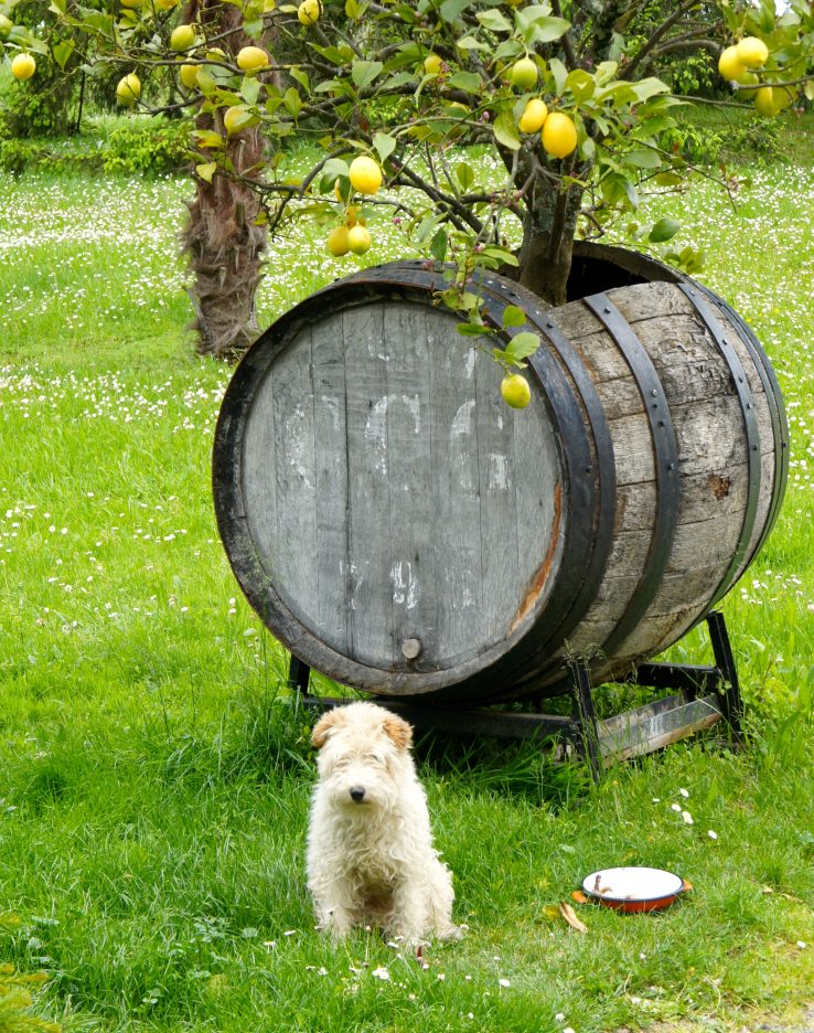 Gaillac wine dog