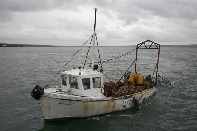 Haematopus full with oysters