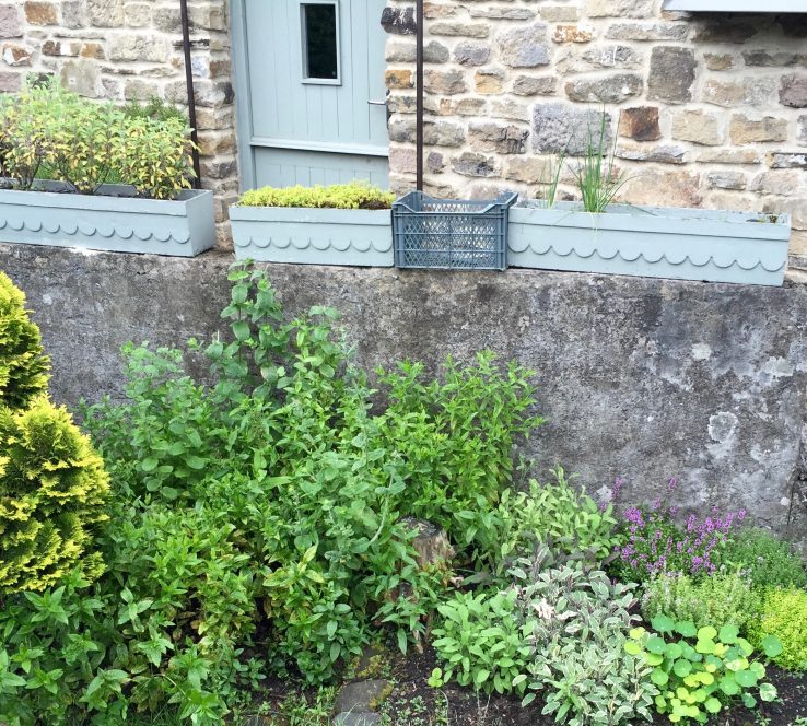 Kitchen garden at Hathersage Social Club 2